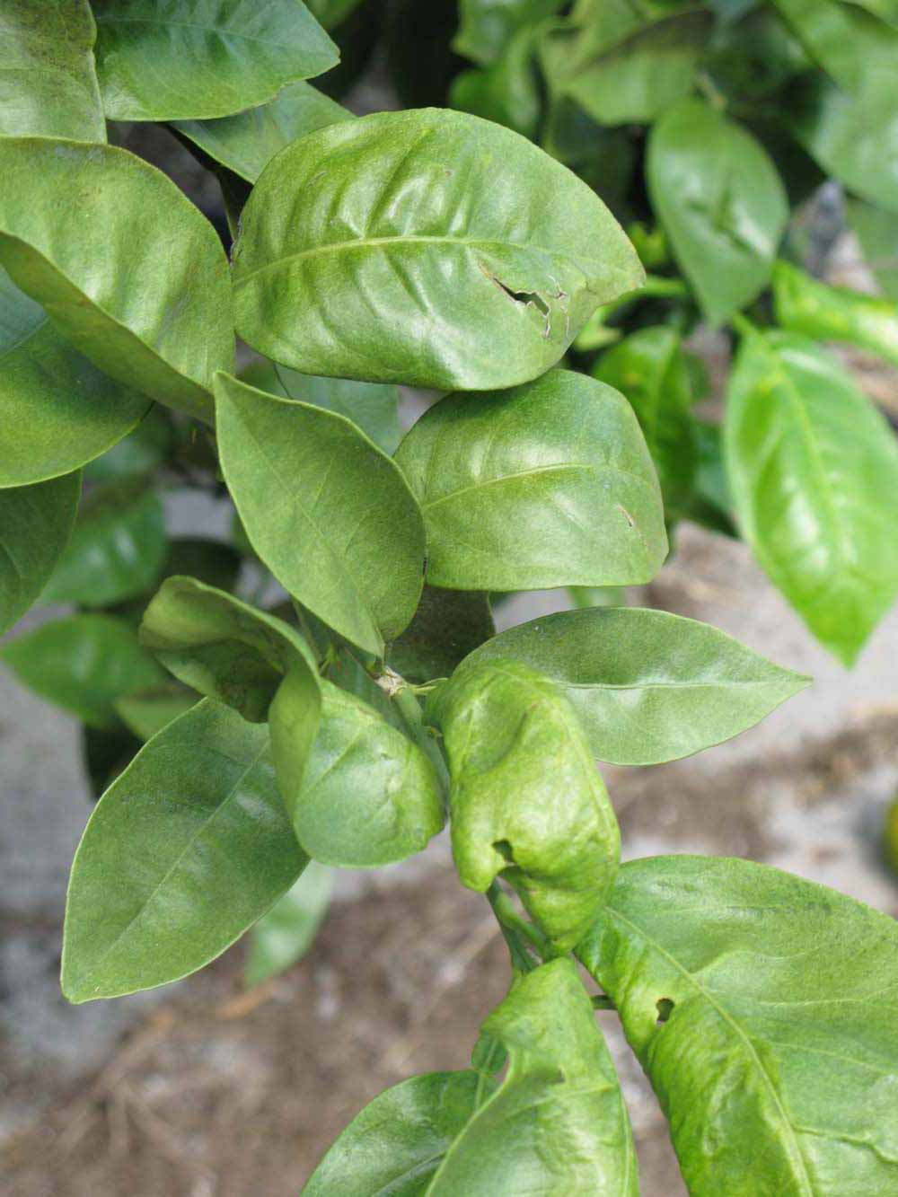              Sun leaves (Winter Haven, FL)       